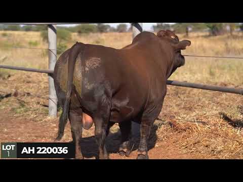 Boschoek Bonsmaras en Vriende veiling! Meer inligting rondom ons diere op aanbod.