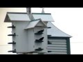 Purple Martins Arrive Back in Lebanon County ...