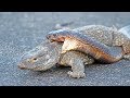 Cobra Snake Tries To Hunt Monitor Lizard