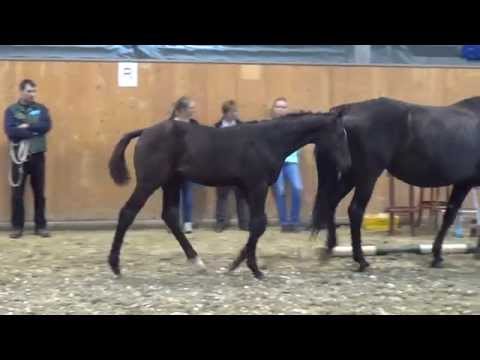 Diarado-Last Liberty colt * 2015 for sale