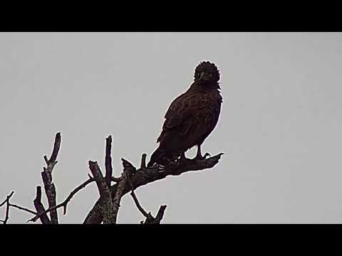 Djuma: Brown Snake Eagle checking out the view - 12:43 - 04/02/19