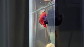 Download lagu Ikan betta mengembang-ngembangkan siripnya😤 #shorts #bettafish #aquarium #youtubeshorts mp3
