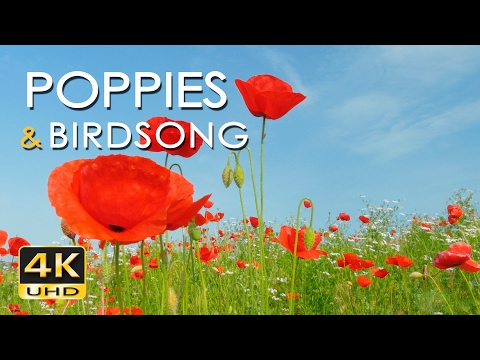 4K Poppy Meadow & Birdsong - Relaxing Nature Sounds & Video - UHD - Meditation/ Sleep/ Study/ Yoga