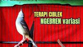 Download lagu CIBLEK SEMI GACOR AMPUH UNTUK PANCINGAN CIBLEK BAHAN DAN MASTERAN CIBLEK MACET SEKETIKA NYAUT mp3