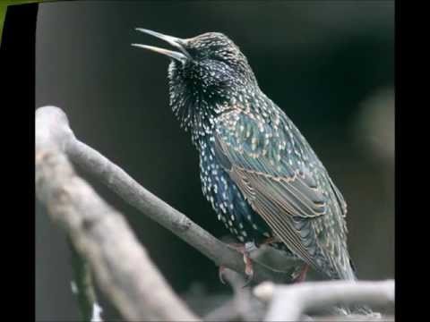 "Die Vogelhochzeit" - Deutsches Volkslied mit Ukulele