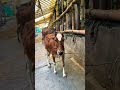 গরু Guru Cow Goru Amba Hamba Cow Videos Gorur Video Guru Guru Goro Guru Tiktok গরুর �