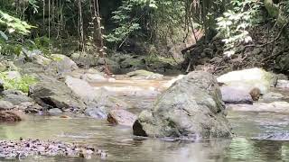 Lot 16 Cascades Drive, REDLYNCH, QLD 4870