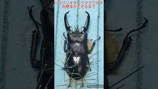 パラワンオオヒラタクワガタ展足