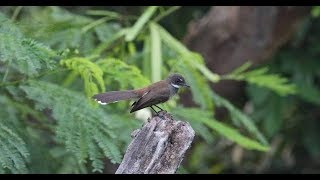 Download lagu World of birds - Tutorial Burung Kipasan Semak Agar Voertotal mp3 Download lagu World of birds - Tutorial Burung Kipasan Semak Agar Voertotal mp3