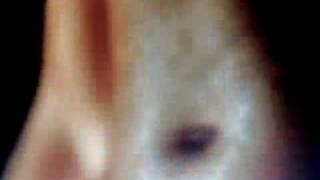 Atomizer &quot;Leon&quot;