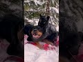 Dog and panther are bestfriends! Luna the pantera #shorts | The Koala