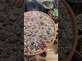 LITHOPS! LOOK at my Lithops ❤️