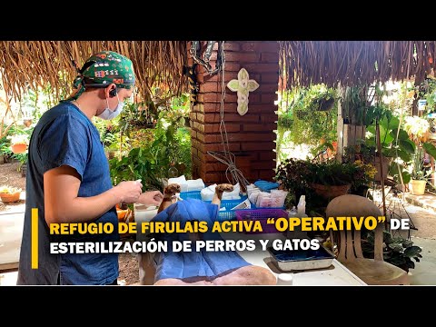 Refugio de Firulais activa operativo de esterilización para evitar sobrepoblación de perros