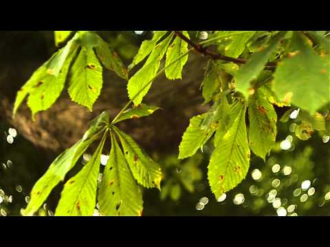 Horse Chestnut Leaf Miner Treatment