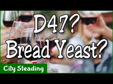 Lalvin D47 vs Bread Yeast - Final Results