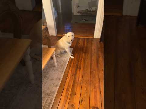 My dog is drunk!!!!🤣 #dog #alien #1million #shorts #dogs #beagles