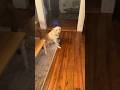 My Dog Is Drunk Dog Alien 1million Shorts Dogs Beagles