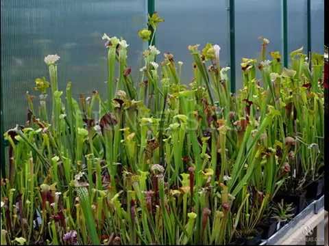 Наши Саррацении,  Sarracenia