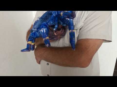 BLUE TARANTULA HAND PUPPET