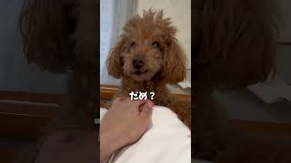 #犬のいる暮らし #トイプードル#いぬのいる生活 #愛犬#ペット#シニア犬