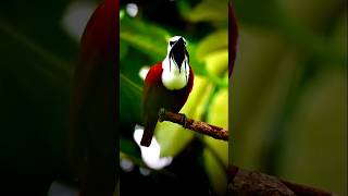 Download lagu 3 Burung Bellbird Langka dengan Suara yang Luar Biasa (Ultra HD) 🎧🔊#SuaraBellbird #BurungTerkeras #BurungUnik mp3