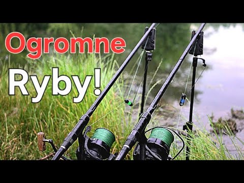 Giganty z PZW !! Porwało mi Wędkę !! Musiałem wskoczyć do wody! Wędkarstwo Karpiowe!