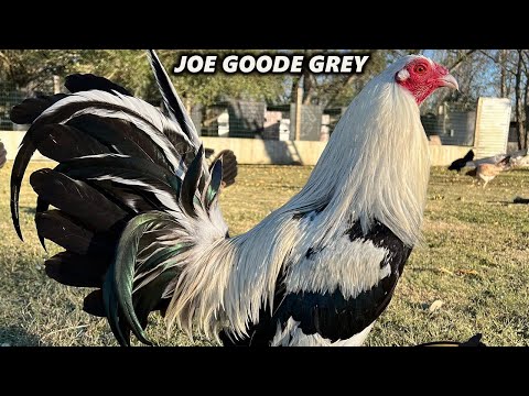 Joe Goode Grey Oscar Santibanez Farm Houston Texas - Beautiful Birds