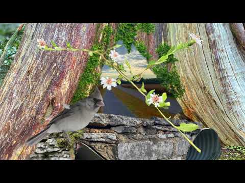 Janaya Meredith Animated Collage