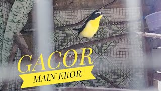Download lagu SIKATAN EMAS #GACOR di Kandang Penangkaran #Yellow rumped flycatcher mp3