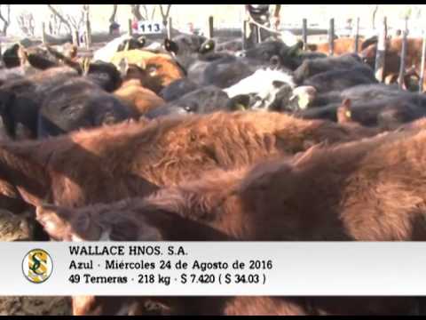 24- 08-16 - VENTA DE HEMBRAS - WALLACE HNOS S.A.