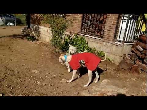 Rambo e Isis (Pérrikus)