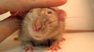 The Bruxing Mikado Rat