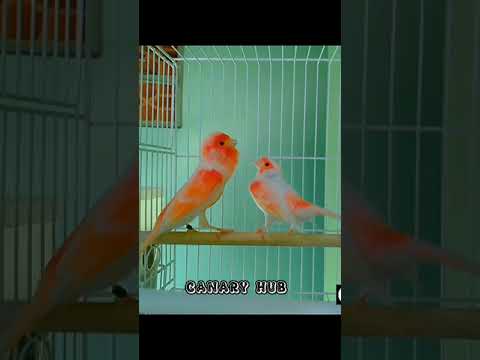 canary breeding season educational video with awesome singing #birds #canary #kenari #kenarimania