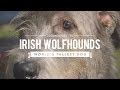 ALL ABOUT IRISH WOLFHOUNDS: THE WORLD'S TALLEST DOG