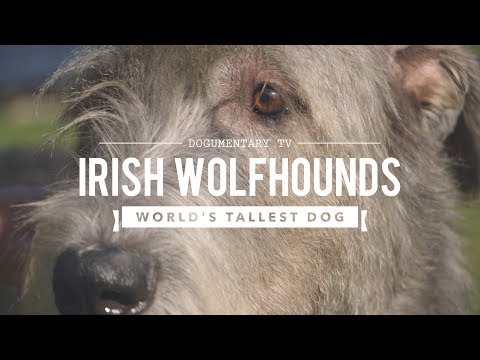 ALL ABOUT IRISH WOLFHOUNDS 썸네일