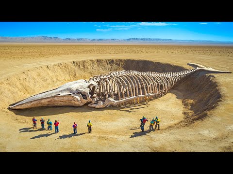 Was ein Wal-Friedhof mitten in der Sahara macht