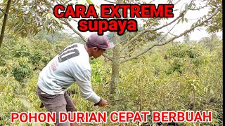 Download lagu CARA EXTREME || SUPAYA POHON DURIAN CEPAT BERBUAH mp3 Download lagu CARA EXTREME || SUPAYA POHON DURIAN CEPAT BERBUAH mp3