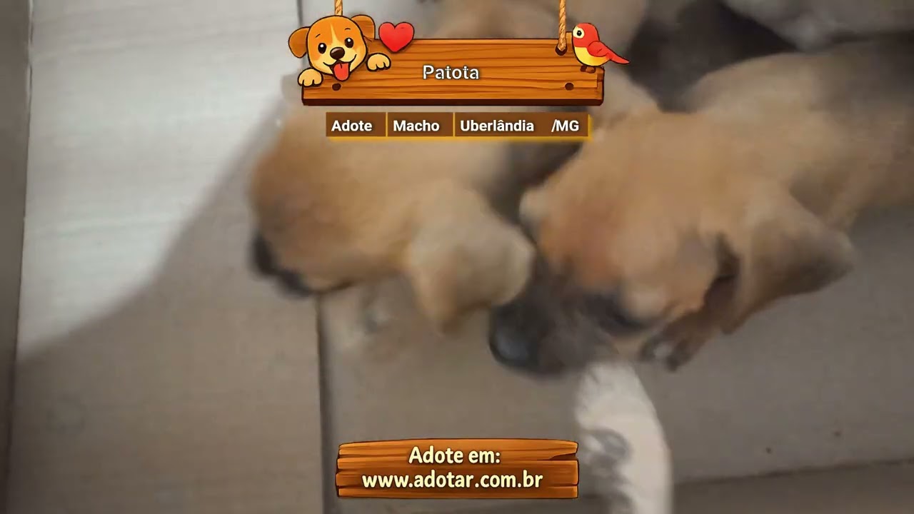 Cachorro raça SRD-ViraLata idade Abaixo de 2 meses nome Patota