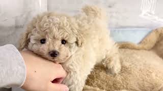 ハーフ犬の動画01