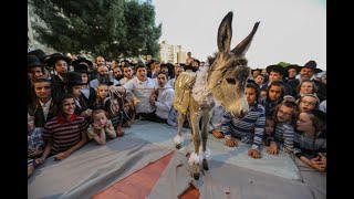 מעמד נדיר בצפת: מצוות פדיון פטר חמור