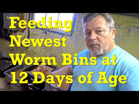 Bait station check & feeding of new 12 day old red wiggler worm bins - vermicompost