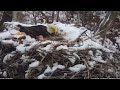Eaglet dies after Minnesota DNR's EagleCam nest falls out of tree