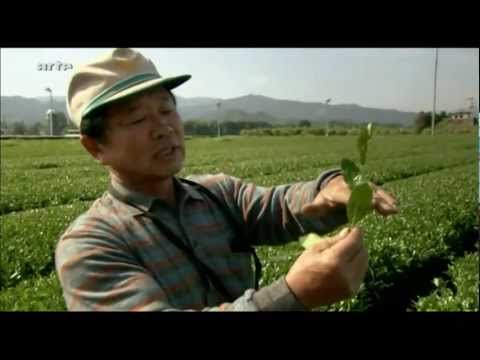 Kyuchu - Wo Japans grüner Tee wächst 1/3 - 360 Grad