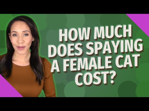 How much does spaying a female cat cost?