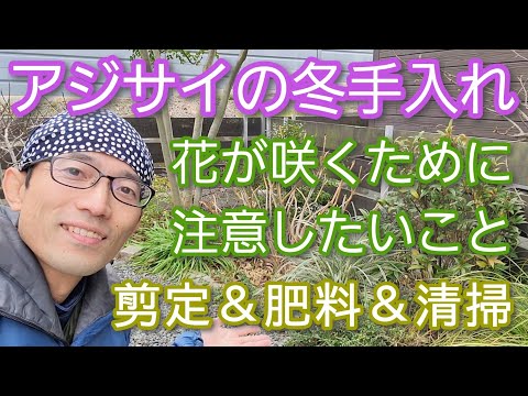 アジサイの越冬方法は？ 11月にやるべきすべての正しいこと  庭園