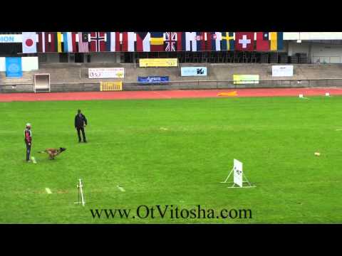Ebor Ot Vitosha FCI  IPO 2014 Obedience