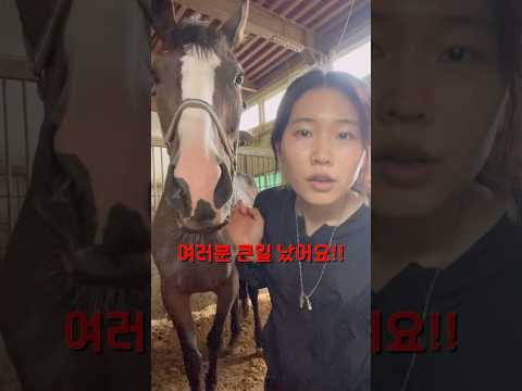 말이 아파요... 어쩌죠..? #말 #horse