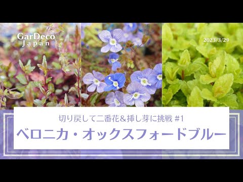 園芸 穂軸上のベロニカ