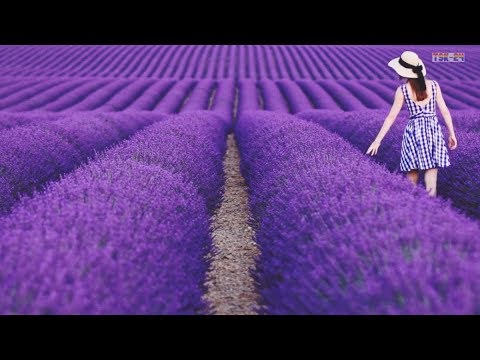 The Most Beautiful Lavender Flowers In the World
