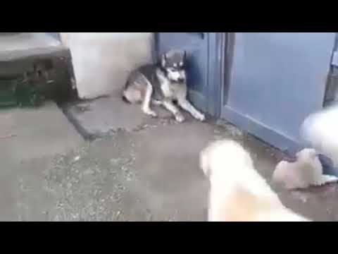 Funny video of dogs
